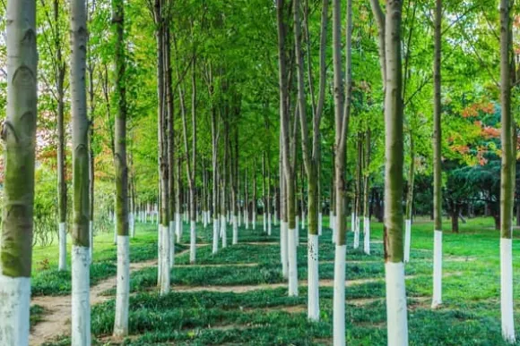 BIOVITA TRÄD WHITENING LIME 1KG