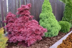 BIOVITA TRÄFLIS 50 L GUL