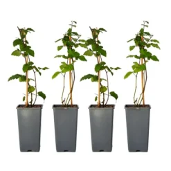 Björnbärsväxt - Set om 2 - Rubus fruticosus 'Thornfree' - Höjd 50-60cm - ⌀15cm