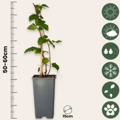 Björnbärsväxt - Set om 2 - Rubus fruticosus 'Thornfree' - Höjd 50-60cm - ⌀15cm