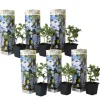 Blå blyblomma - Set om 6 - Plumbago auriculata - Höjd 25-40cm - ⌀9cm