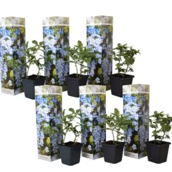 Blå blyblomma - Set om 6 - Plumbago auriculata - Höjd 25-40cm - ⌀9cm
