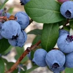 Blåbär - Set om 3 - Vaccinium corymbosum 'Sunshine Blue' - Höjd 25-40cm - ⌀9cm