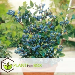 Blåbär - Set om 3 - Vaccinium corymbosum 'Sunshine Blue' - Höjd 25-40cm - ⌀9cm