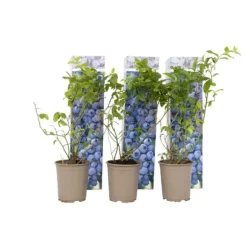 Blåbär - Set om 6 - Vaccinium corymbosum 'Sunshine Blue' - Höjd 25-40cm - ⌀9cm