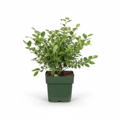 Blåbärsbuske 'Reka' 45 cm i kruka Ø13 cm