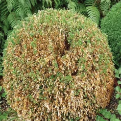 BOKHÄRMA FALLFÄLLAN 1PZ