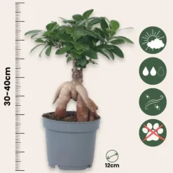 Bonsaiträd - Ficus microcarpa - Höjd 30-40cm - ⌀12cm