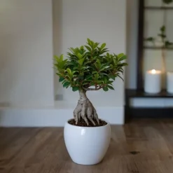 Bonsaiträd - Ficus microcarpa - Höjd 30-40cm - ⌀12cm