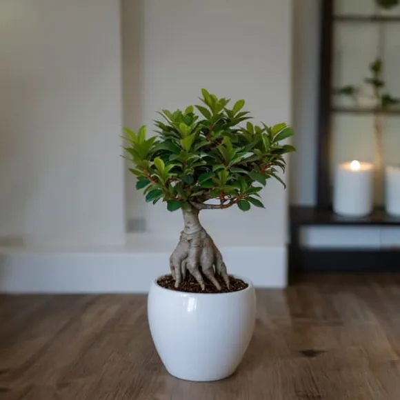 Bonsaiträd - Ficus microcarpa - Höjd 30-40cm - ⌀12cm