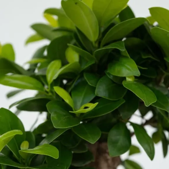 Bonsaiträd - Ficus microcarpa - Höjd 30-40cm - ⌀12cm