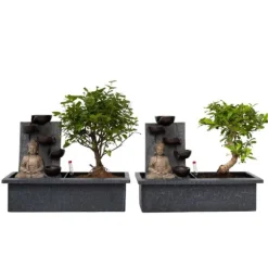 Bonsaiträd - Set om 2 - Bonsai - Höjd 25-35cm - ⌀29cm