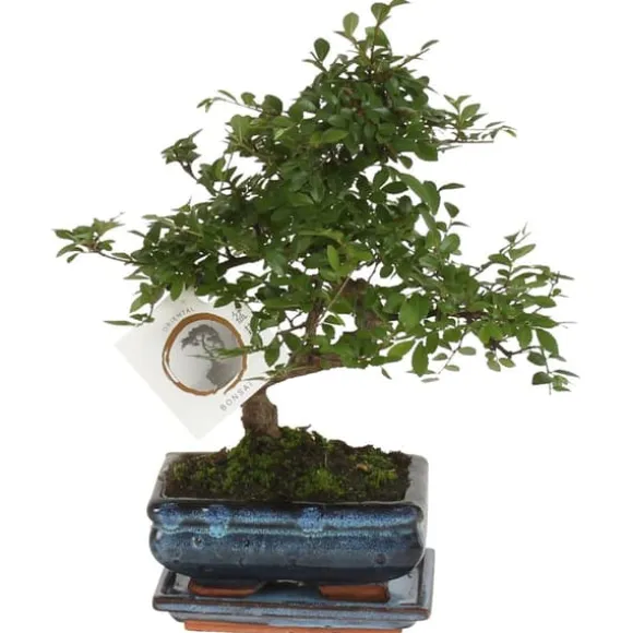 Bonsaiträd S-formad - Zelkova serrata - Höjd 20-25cm - ⌀15cm