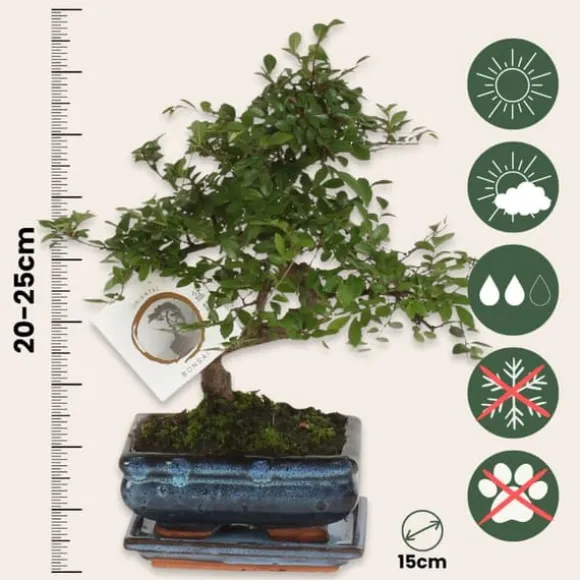Bonsaiträd S-formad - Zelkova serrata - Höjd 20-25cm - ⌀15cm