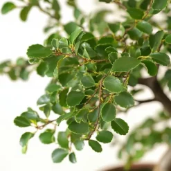 Bonsaiträd S-formad - Zelkova serrata - Höjd 20-25cm - ⌀15cm