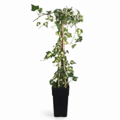 Broktbladig Murgröna 'Dentata Variegata' Ø15 cm, 65 cm