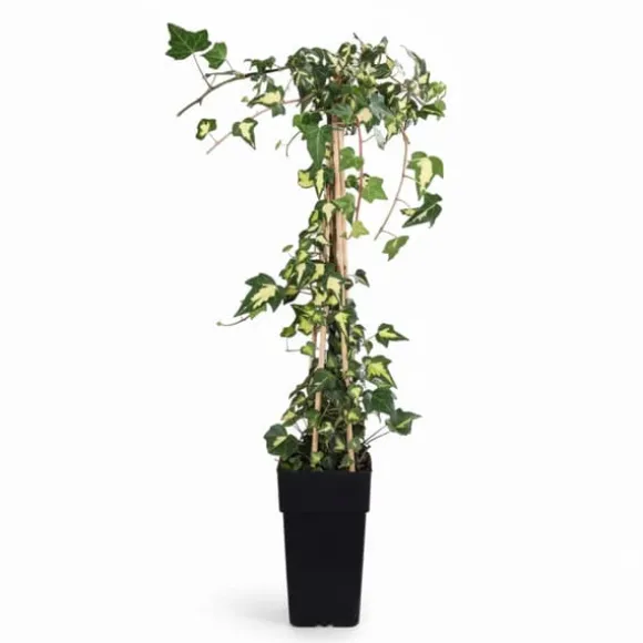 Broktbladig Murgröna 'Dentata Variegata' Ø15 cm, 65 cm