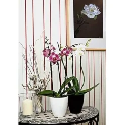 BROWN GOLD Orkidégödsel 250 ml