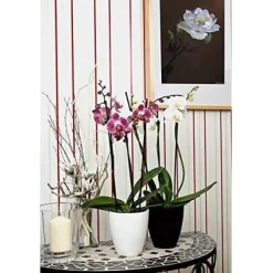 BROWN GOLD Orkidégödsel 250 ml