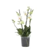 Brudorkidésläktet - Phalaenopsis Multiflora - Höjd 35-45cm - ⌀12cm