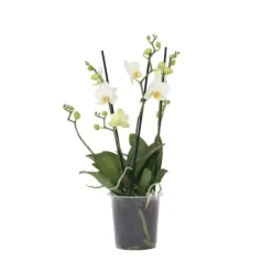 Brudorkidésläktet - Phalaenopsis Multiflora - Höjd 35-45cm - ⌀12cm