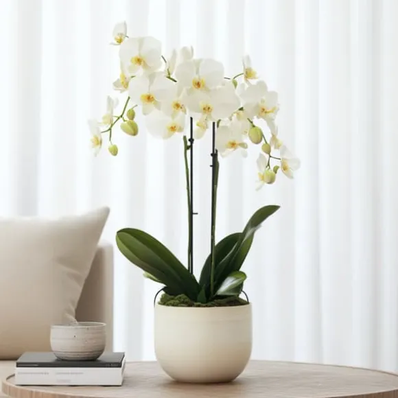 Brudorkidésläktet - Phalaenopsis Multiflora - Höjd 35-45cm - ⌀12cm