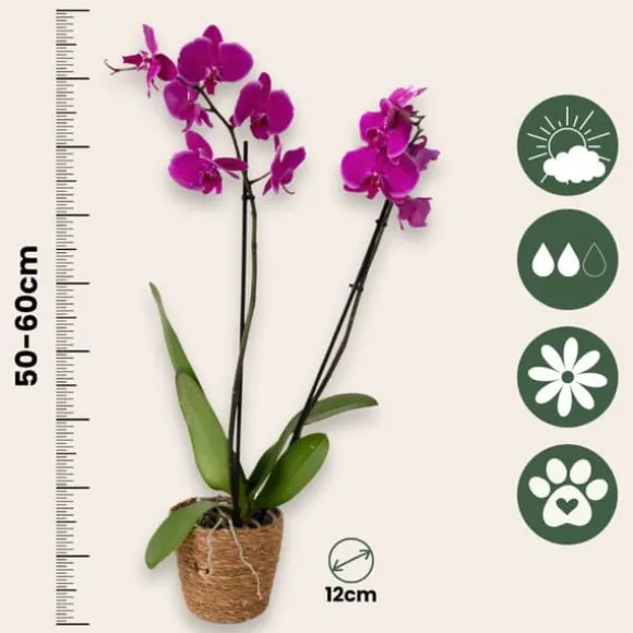 Brudorkidésläktet - Phalaenopsis - Höjd 50-60cm - ⌀12cm