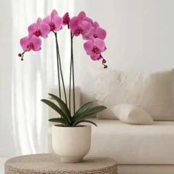 Brudorkidésläktet - Phalaenopsis - Höjd 50-60cm - ⌀12cm