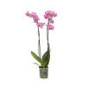Brudorkidésläktet - Phalaenopsis - Höjd 50-60cm - ⌀12cm