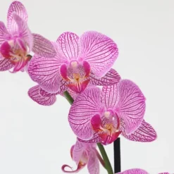 Brudorkidésläktet - Phalaenopsis - Höjd 50-60cm - ⌀12cm