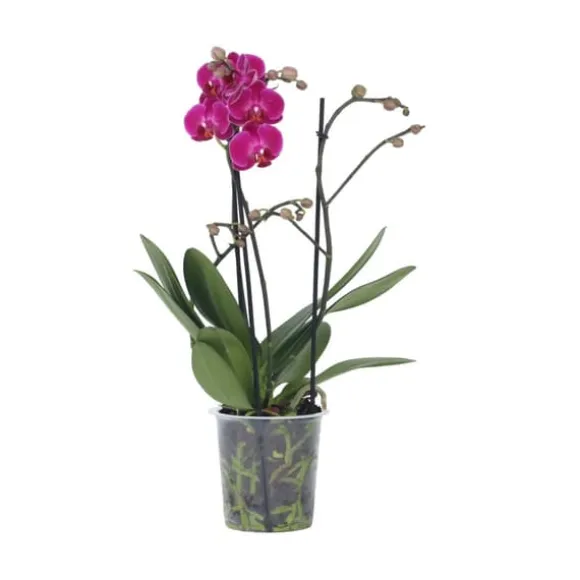 Brudorkidésläktet - Phalaenopsis Multiflora - Höjd 35-45cm - ⌀12cm
