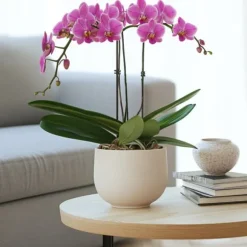 Brudorkidésläktet - Phalaenopsis Multiflora - Höjd 35-45cm - ⌀12cm