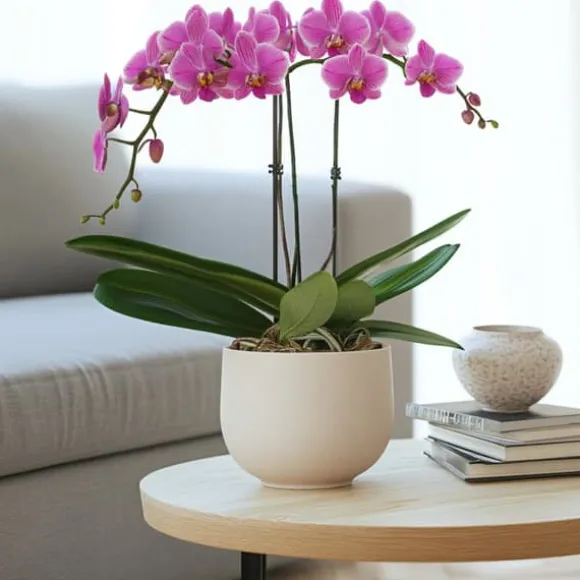 Brudorkidésläktet - Phalaenopsis Multiflora - Höjd 35-45cm - ⌀12cm