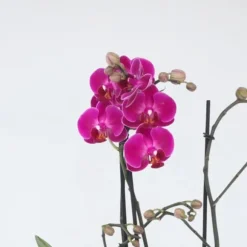 Brudorkidésläktet - Phalaenopsis Multiflora - Höjd 35-45cm - ⌀12cm