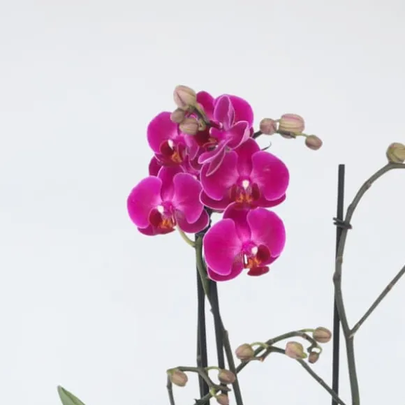 Brudorkidésläktet - Phalaenopsis Multiflora - Höjd 35-45cm - ⌀12cm