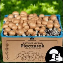 Brun svampmycelium 30 kg stort odlingskit Instruktioner + Gratis