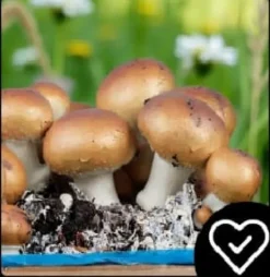 Brun svampmycelium 30 kg stort odlingskit Instruktioner + Gratis