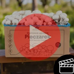 Brunt svampmycel 20 kg odlingskit balsubstrat + torv 9 kg