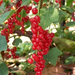 Bärväxter - Set om 4 - Rubus, rubrum, Uva, Fructosus - Höjd 25-40cm - ⌀9cm