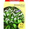 BUCANEVE GALANTHUS WORONOWII (FÖRPACKNING MED 25 HÖSTLÖKAR)