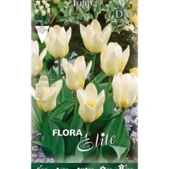 BULB AUTUNNALE TULIPANO KAUFMANNIANA KONCERT FÖRPACKNING MED 10 BULBAR