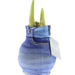 Bulb av amaryllis i modern strumpa "Fashion Streetlife" Jeanslook