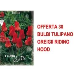 BULBARN AUTUMNAL TILLBJUDAN 30 BULBARN TULPAN GREIGII RIDING HOOD BULBARN BULBARN BULBARN