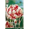 BULBER AUTUMNA TULPAN DUBBELT BLOMMA CARNAVAL DE NICE FÖRPACKNING MED 7 BULBER