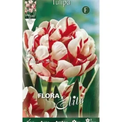 BULBER AUTUMNA TULPAN DUBBELT BLOMMA CARNAVAL DE NICE FÖRPACKNING MED 7 BULBER