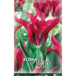 BULBERR AUTUNNA TULIPAN VIRIDIFLORA DOLL'S MINUET FÖRPACKNING MED 7 BULBER BULBS BULBS