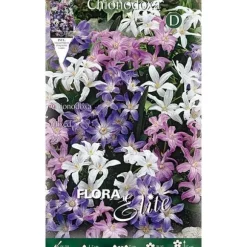 BULBERRÖTTER AUTUNNALI CHIONODOXA MIX AV FÄRGER FÖRPACKNING MED 25 BULBER