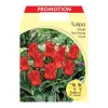 BULBES AV HÖSTTULPAN GREIGII RED RIDING HOOD FÖRPACKNING MED 20 BULBES