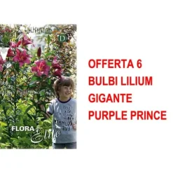 BULBI AUTUNNALI ERBJUDANDE 6 BULB LILIUM GIGANTE PURPLE PRINCE BULBAR BULBES