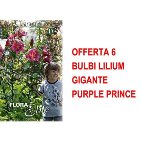 BULBI AUTUNNALI ERBJUDANDE 6 BULB LILIUM GIGANTE PURPLE PRINCE BULBAR BULBES